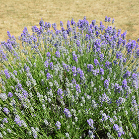 Munstead Lavender (Lavandula angustifolia 'Munstead') in Chatham