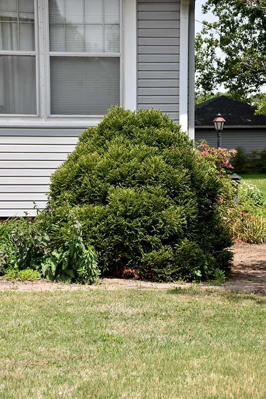 Dwarf Globe Japanese Cedar (Cryptomeria japonica 'Globosa Nana