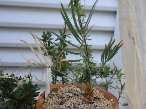 サイカス・カイルンシアナ ドワーフ タイプ: 世界の半分は植物界