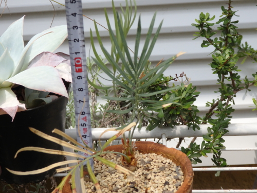 サイカス・カイルンシアナ ドワーフ: 世界の半分は植物界