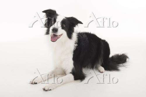 aflo_83159333.jpg