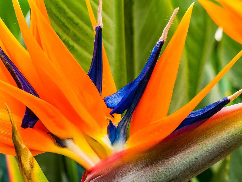 ストレリチア（極楽鳥花）の花言葉と由来｜風水効果についてもご紹介