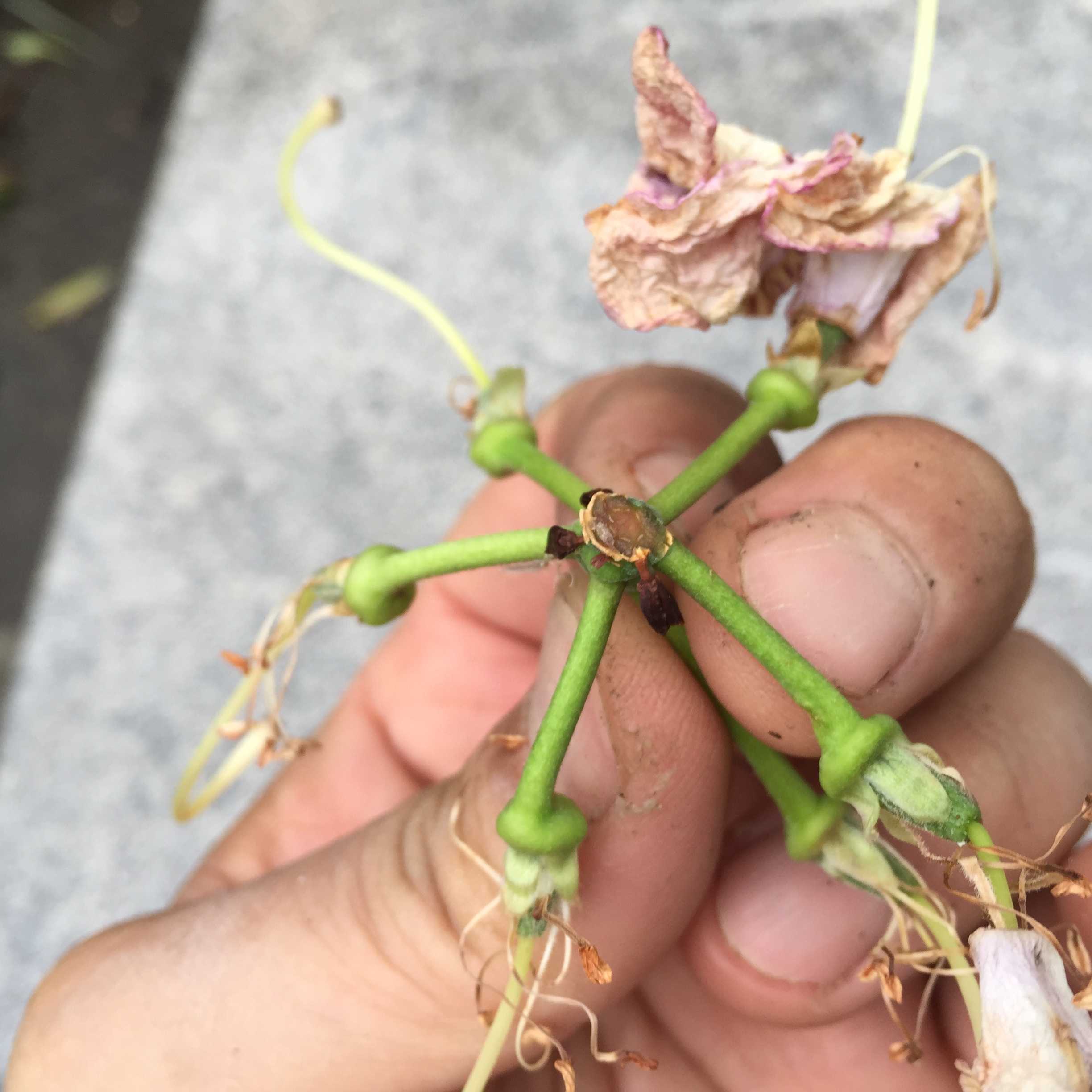 シャクナゲの花がら摘みと芽かき、来年の花付きはこれでバッチリ