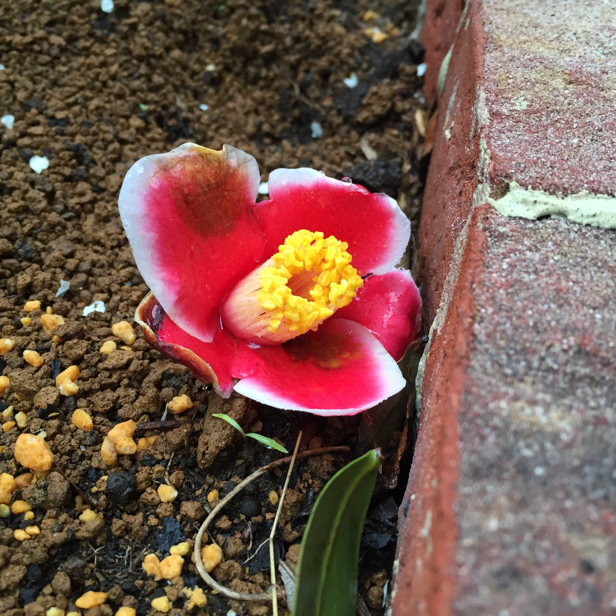 玉之浦椿 - 濃紅地に白覆輪の名花 観察日記（蕾～開花～落花の記録写真