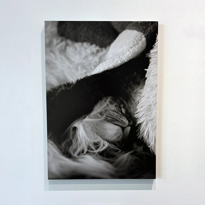 直筆サイン入り】俳優・蒼井嵐樹の写真展作品＆グッズを2週間限定で