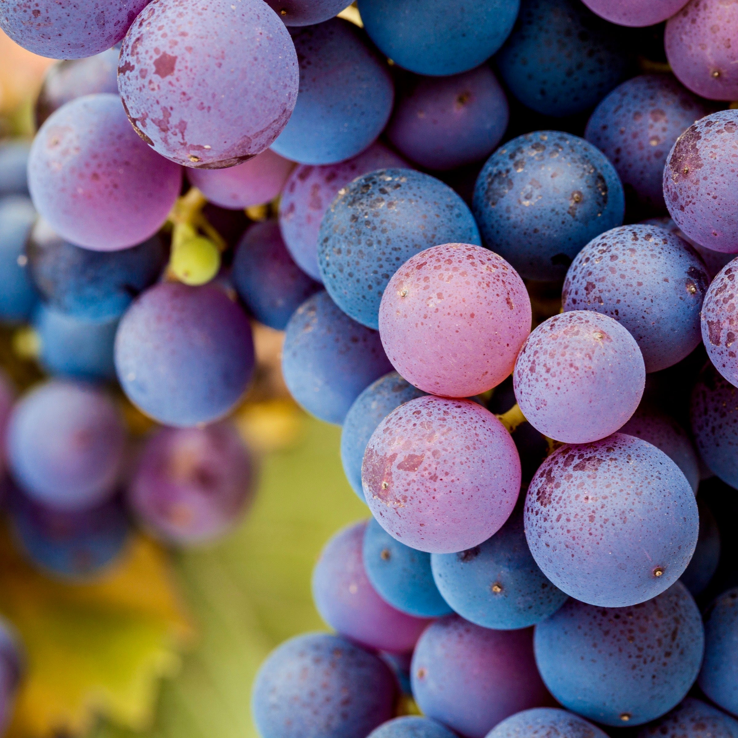 Pinot_Noir_Grapes.jpg?v=