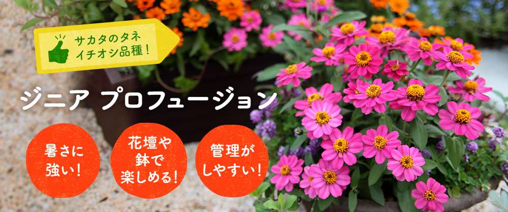 ジニア（百日草） プロフュージョン ダブル ホットチェリー｜種（タネ