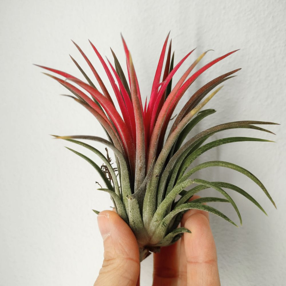 Tillandsia IONANTHA
