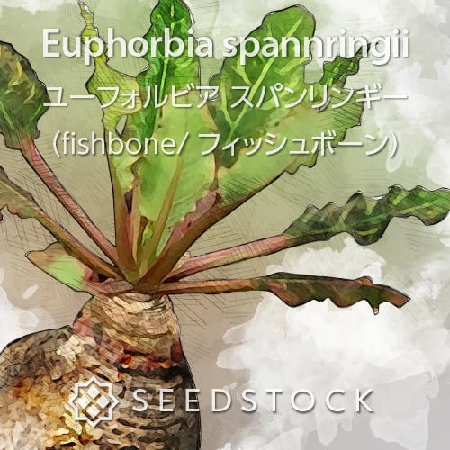 種子] ユーフォルビア ギラウミニアナ Euphorbia guillauminiana