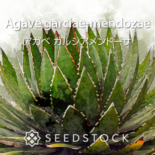 種子] アガベ ガルシアメンドーサ Agave garciae-mendozae｜初心者向け