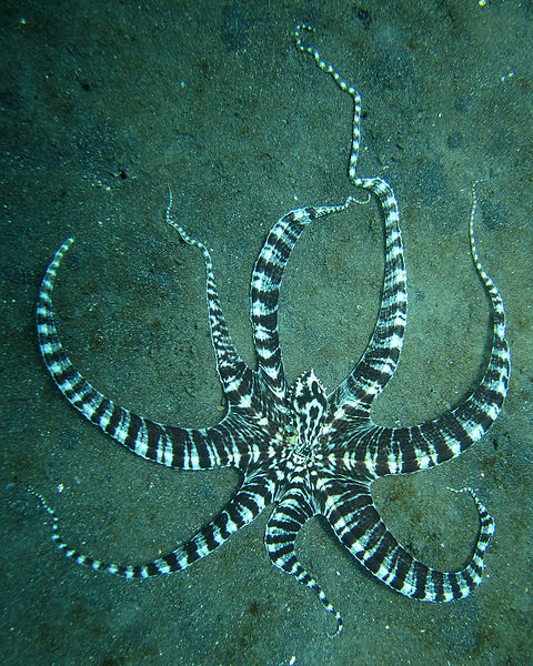 七変化どころじゃないタコ | 埼玉 ダイビングショップ Mer Bleue Diving