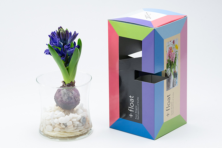 新潟直送計画】水耕栽培用 花芽付き球根「+float」 – 日園