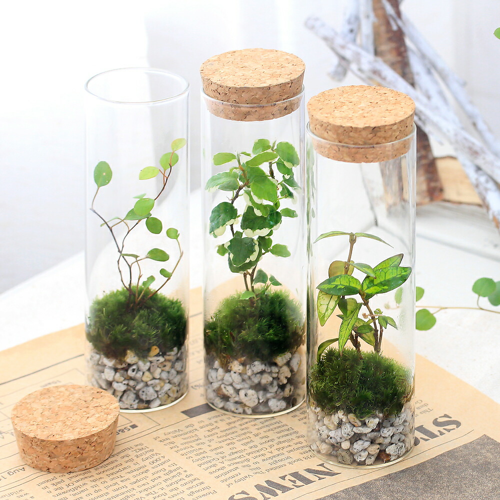楽天市場】（観葉植物）苔テラリウム ミヤマウズラ ガラスボトルL