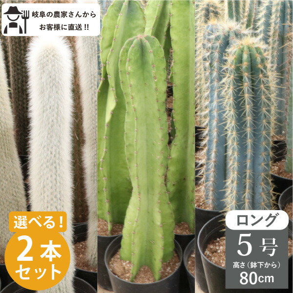 楽天市場】王冠竜 オウカンリュウ サボテン フェロカクタス 8号鉢 1鉢