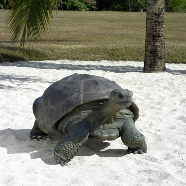 楽天市場】FRPアニマルオブジェ ガラパゴスの陸亀 Galapagos Tortoise