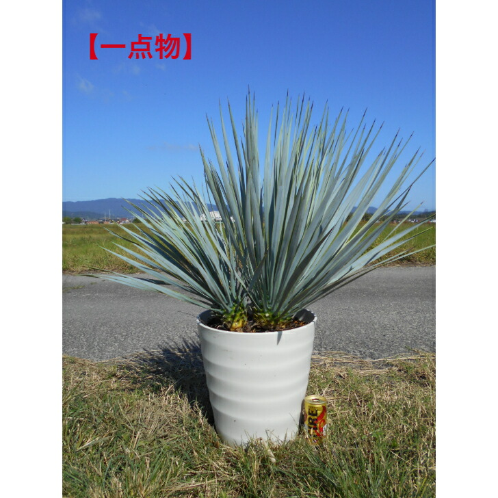 楽天市場】【現品】【マルデヌベス ロストラータver】ユッカ