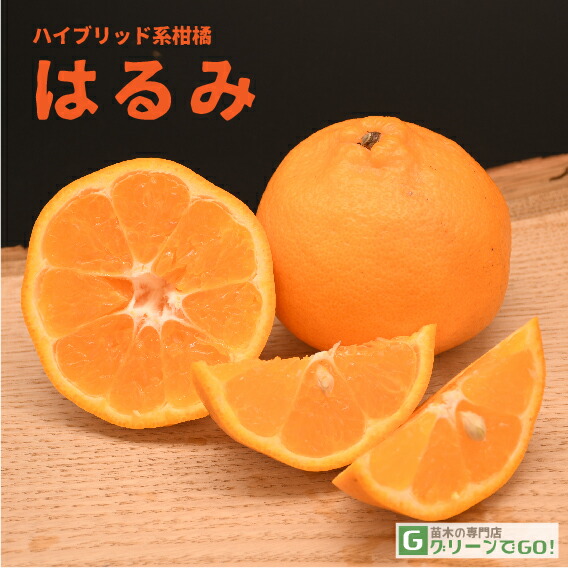 楽天市場】◇送料無料◇ オレンジ 苗木 【種無し 日向夏 （ひゅうが
