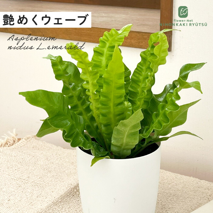 楽天市場】観葉植物 ディオーン エデュレ ソテツ 9cmポット 観葉植物