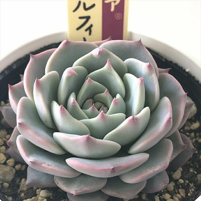 楽天市場】多肉植物 oriミックスベリア No.044 龍鱗蓮華 多肉植物 お