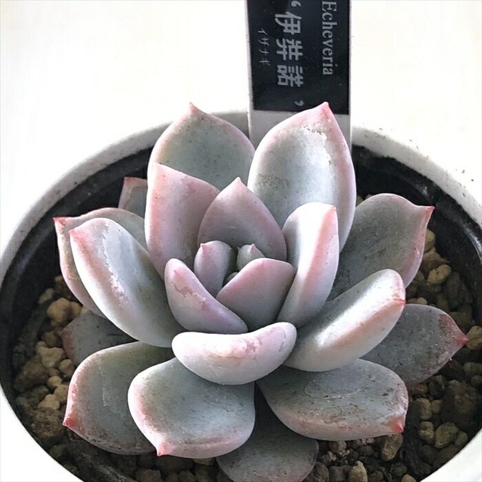 楽天市場】多肉植物 yukエケベリア 剣山×リンゼアナ 多肉植物 優木園