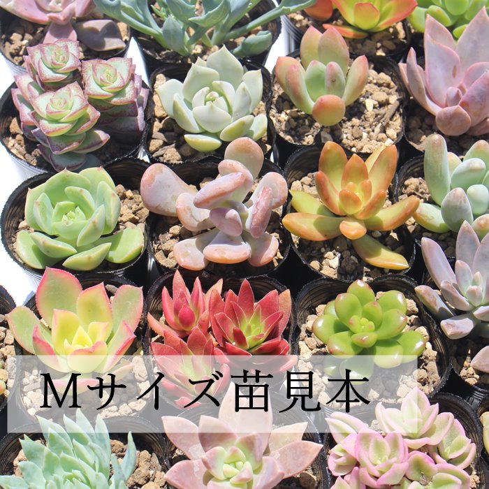 楽天市場】多肉植物 Mサイズ苗名前付き50個セット 多肉植物根付苗
