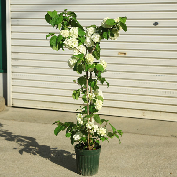 楽天市場】庭木・植木苗：ビバーナム オオデマリ（白花）* 株立ち