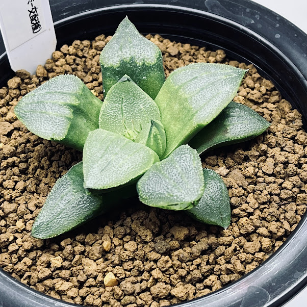 楽天市場】多肉植物：ハオルチア ピリフェラ錦*S 幅5cm : 遊恵盆栽