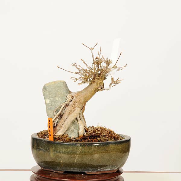 楽天市場】【現品】 秋を楽しむギフト カエデ 寄せ植え 盆栽日本の美