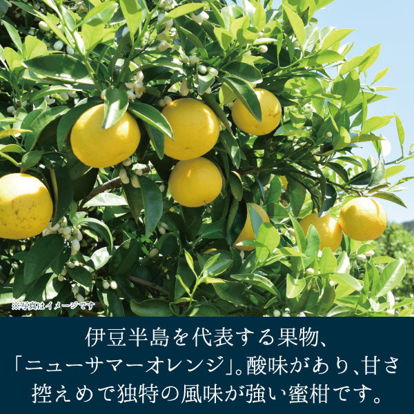 伊豆ニューサマーオレンジゼリー【しいの食品 公式オンラインショップ】