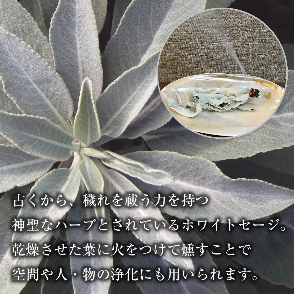 whitesage_01.jpg