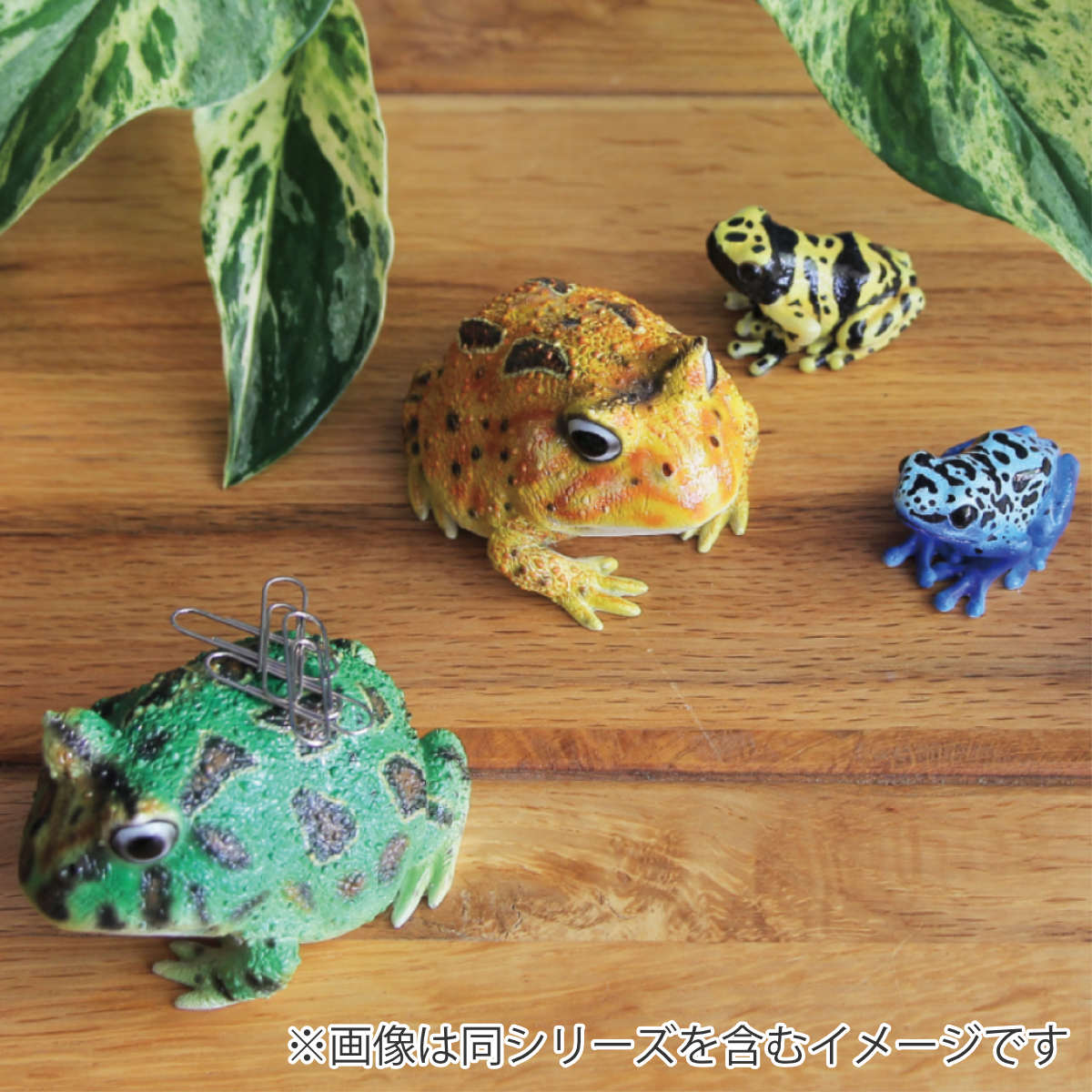 magnet オブジェ REPTILES MAG ツノガエル （ クリップホルダー 置き物