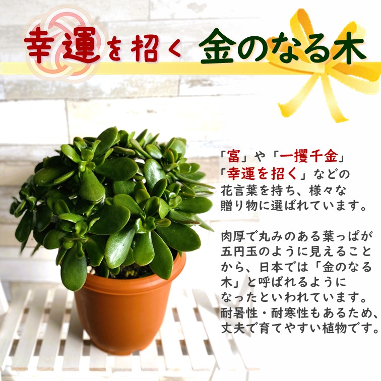 金のなる木 7号鉢 1個 花月 jade plant 多肉植物 お歳暮 のし