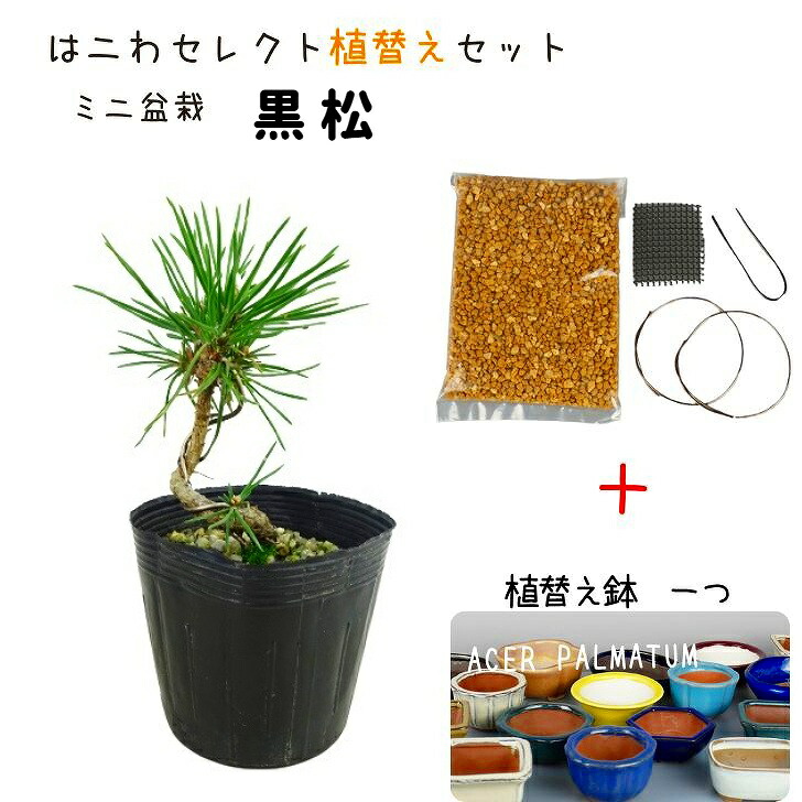 盆栽 松 黒松 植替えセット ミニ盆栽 樹高 約8〜9cm くろまつ Pinus