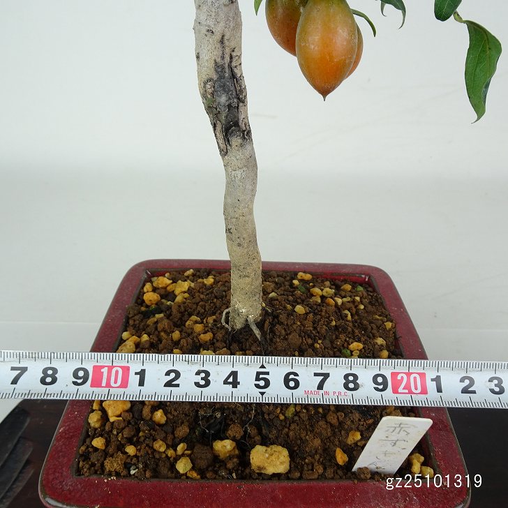 盆栽 老爺柿 赤ずきん 樹高 約45cm ろうやがき ロウヤガキ 実物 雌木