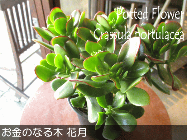 現在花芽付きです お金のなる木 花月 成金草 4号鉢サイズ 鉢植え 薫る