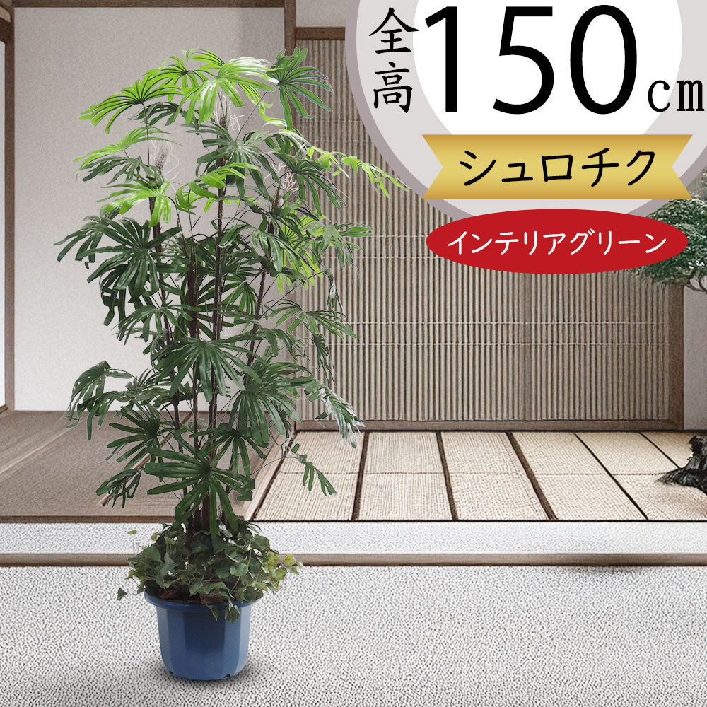 シュロチク ヤシ類 ヤシの木 観葉植物 人気 おしゃれ インテリア