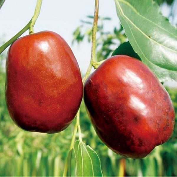 果樹の苗、苗木（果樹種類：ナツメ）｜苗木、植木｜花、ガーデニング