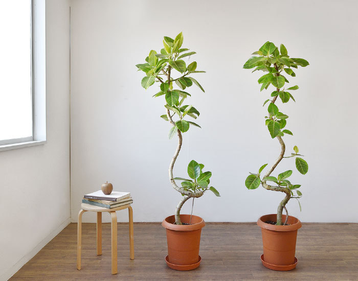 観葉植物 本物 フィカス・アルテシーマ・バリエガタ 曲がり樹形 10号鉢