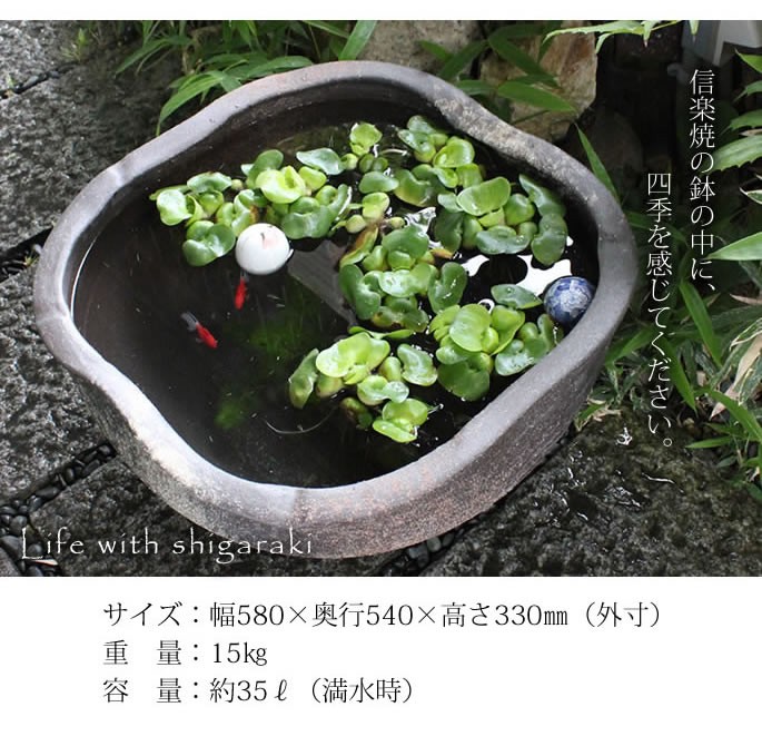 信楽焼 睡蓮鉢 メダカ鉢 おしゃれ めだか鉢 陶器 水鉢 ビオトープ