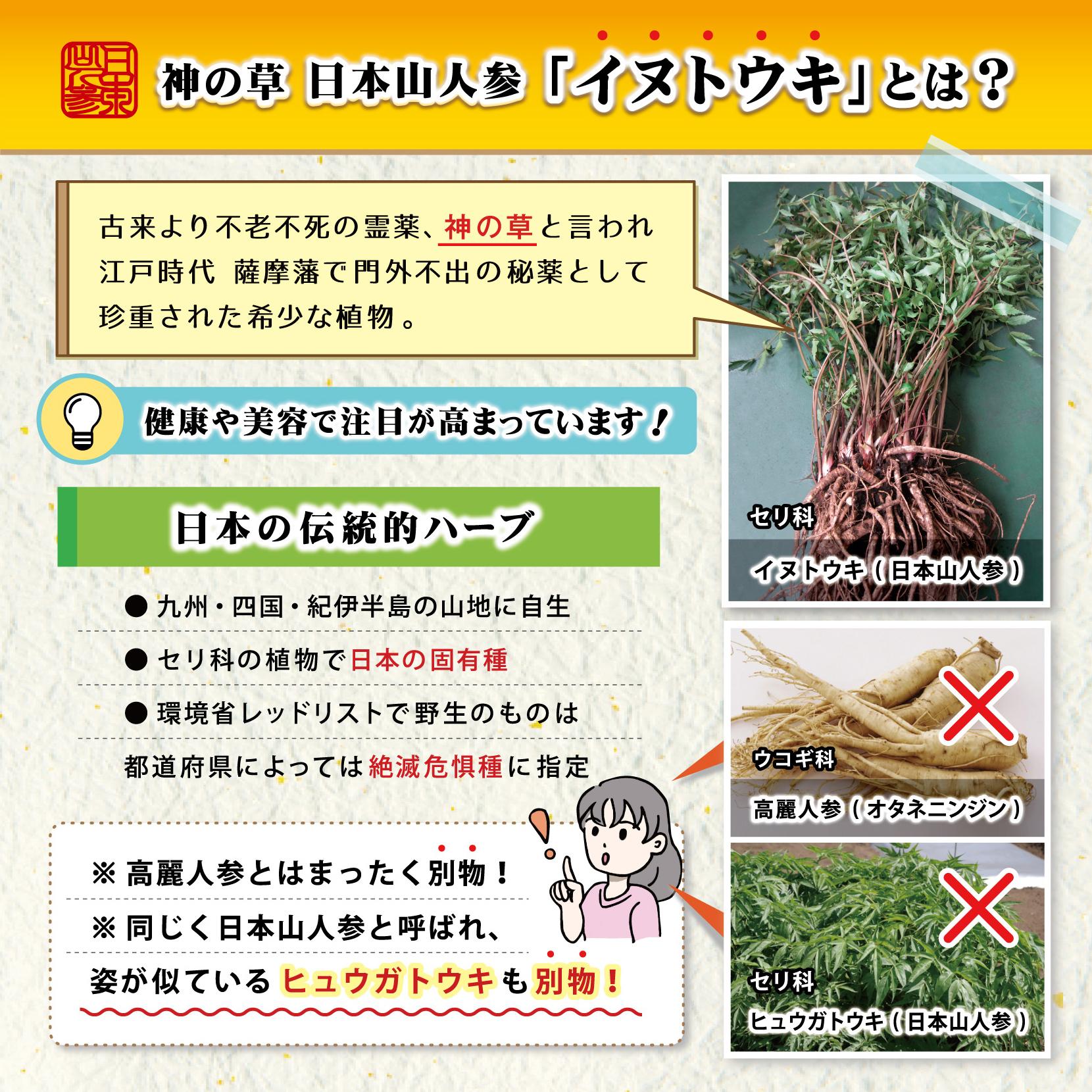日本山人参（イヌトウキ） 5年根錠剤 240粒 ポイント15倍 : 湘南