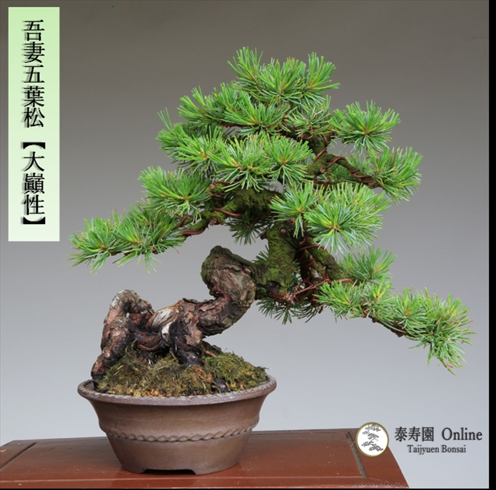 盆栽 吾妻五葉松『大巓性』小品盆栽 根上り懸崖づくり 【泰寿園 Online