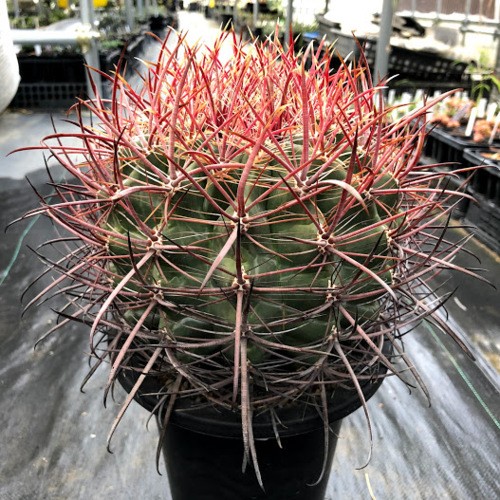 s7903v_1.jpg
