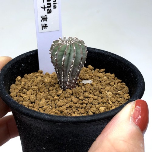 サボテン：ゲオヒントニア メキシカーナ 実生*幅2cm 現品！一品限り