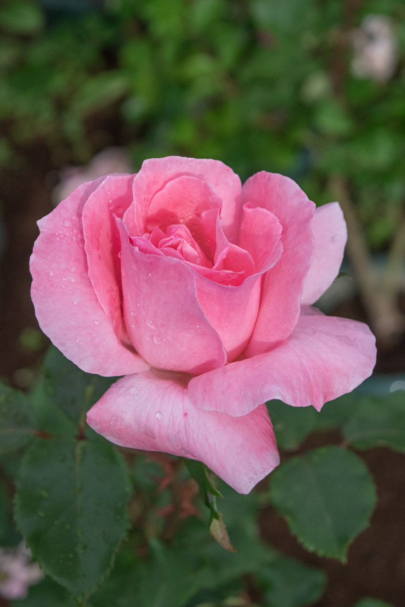 1-61032_L1.jpg