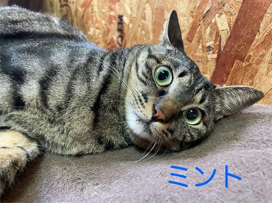 しっぽのニャンコ紹介～キジトラにゃんこシリーズ編: しっぽレポート