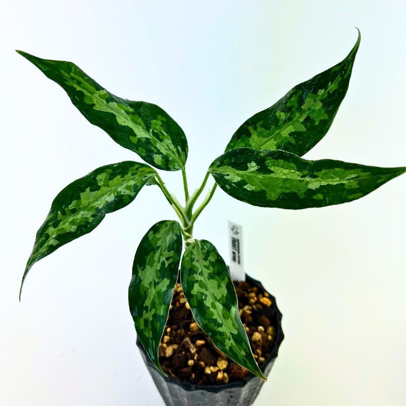 観葉植物 おしゃれ 風水 アグラオネマ ピクタム 