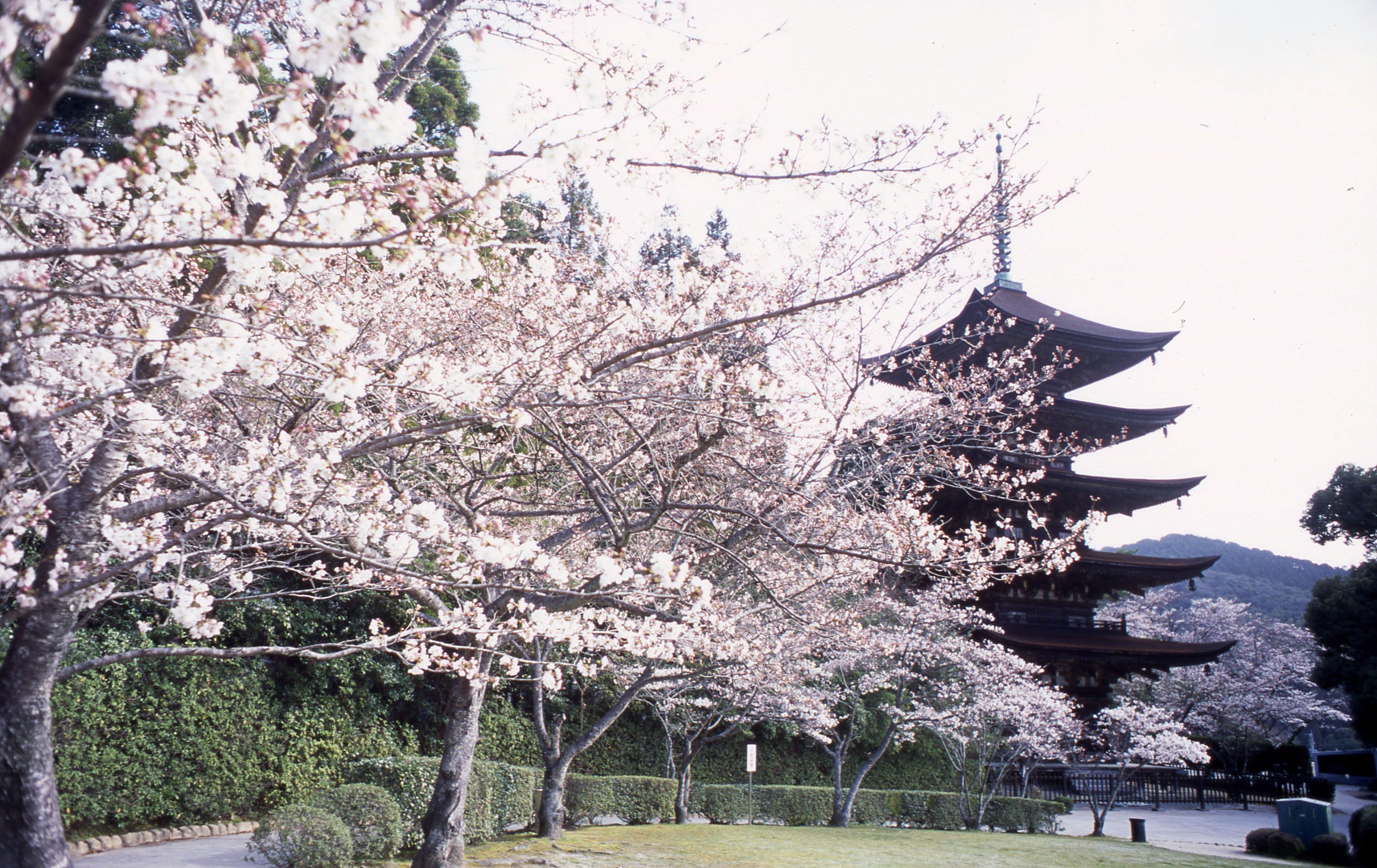 香山公園・瑠璃光寺五重塔の桜｜花見特集2026