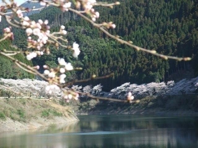 日向神の千本桜｜花見特集2026