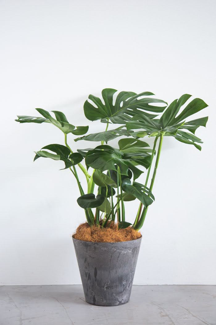 観葉植物 モンステラ（8号鉢）｜HanaPrime（ハナプライム）