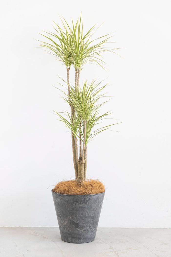 観葉植物 ドラセナ コンシンネホワイボリー（8号鉢）｜HanaPrime（ハナ